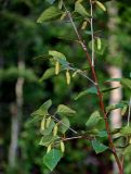 Betula pubescens. Часть ветви с соплодиями. Красноярский край, Таймырский Долгано-Ненецкий р-н, плато Путорана, устье р. Кутарамакан, опушка смешанного леса, поросший мхами и лишайниками участок склона. 26.07.2023.