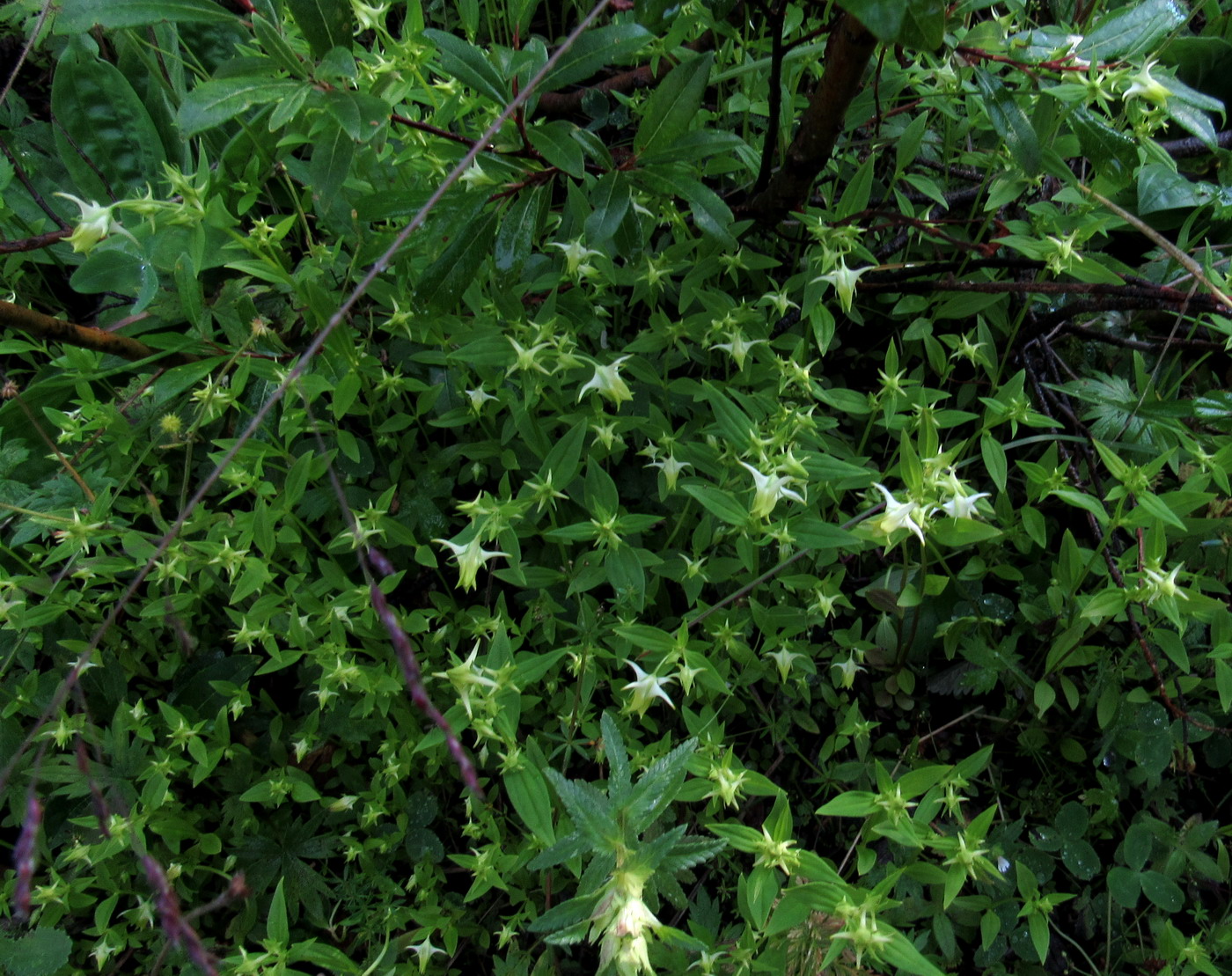 Image of Halenia corniculata specimen.