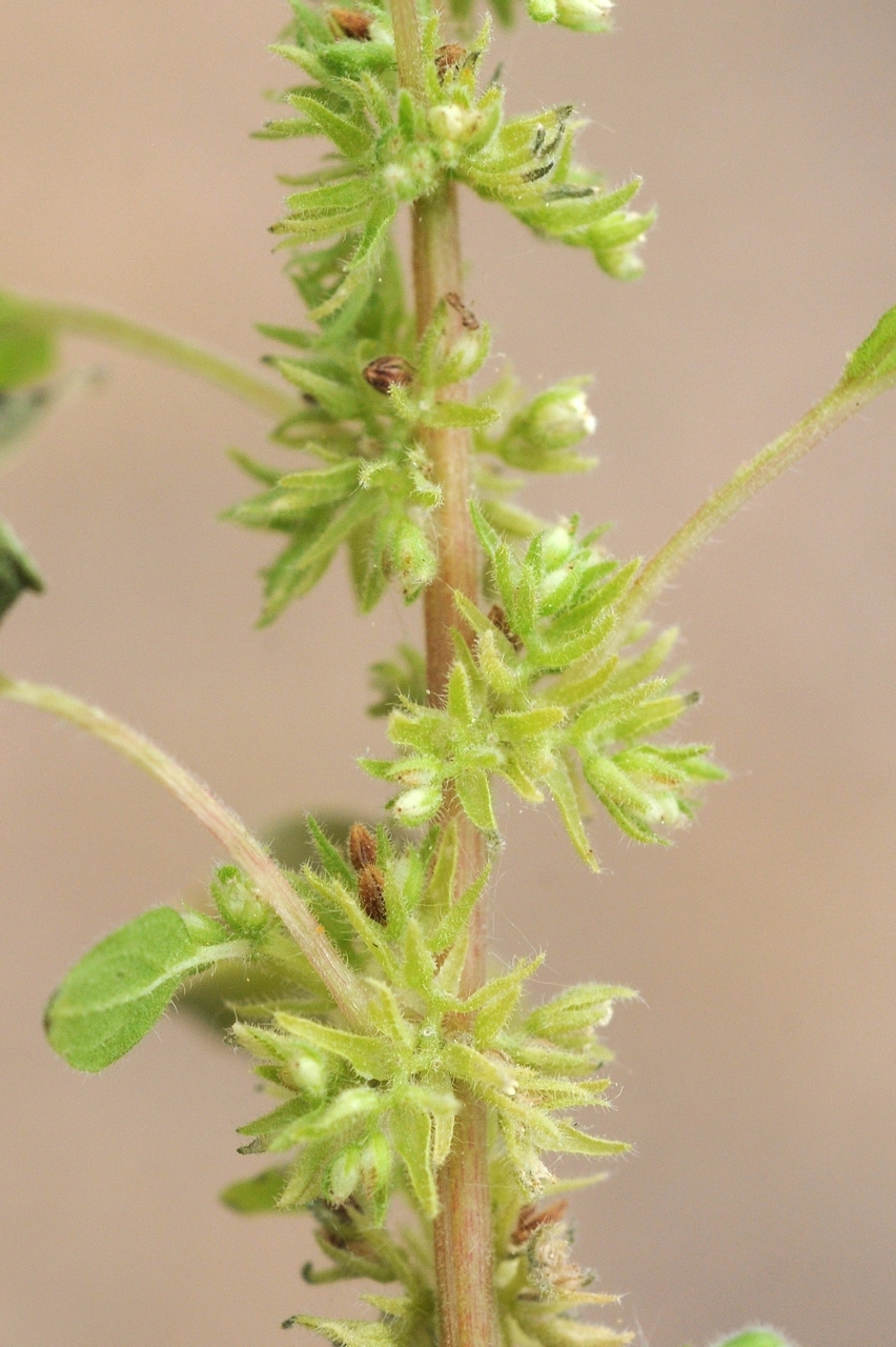 Image of Parietaria chersonensis specimen.