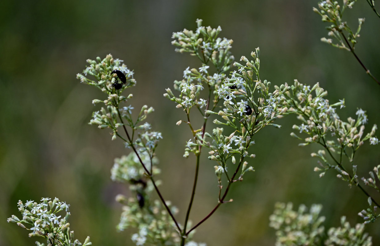 Image of Silene wolgensis specimen.