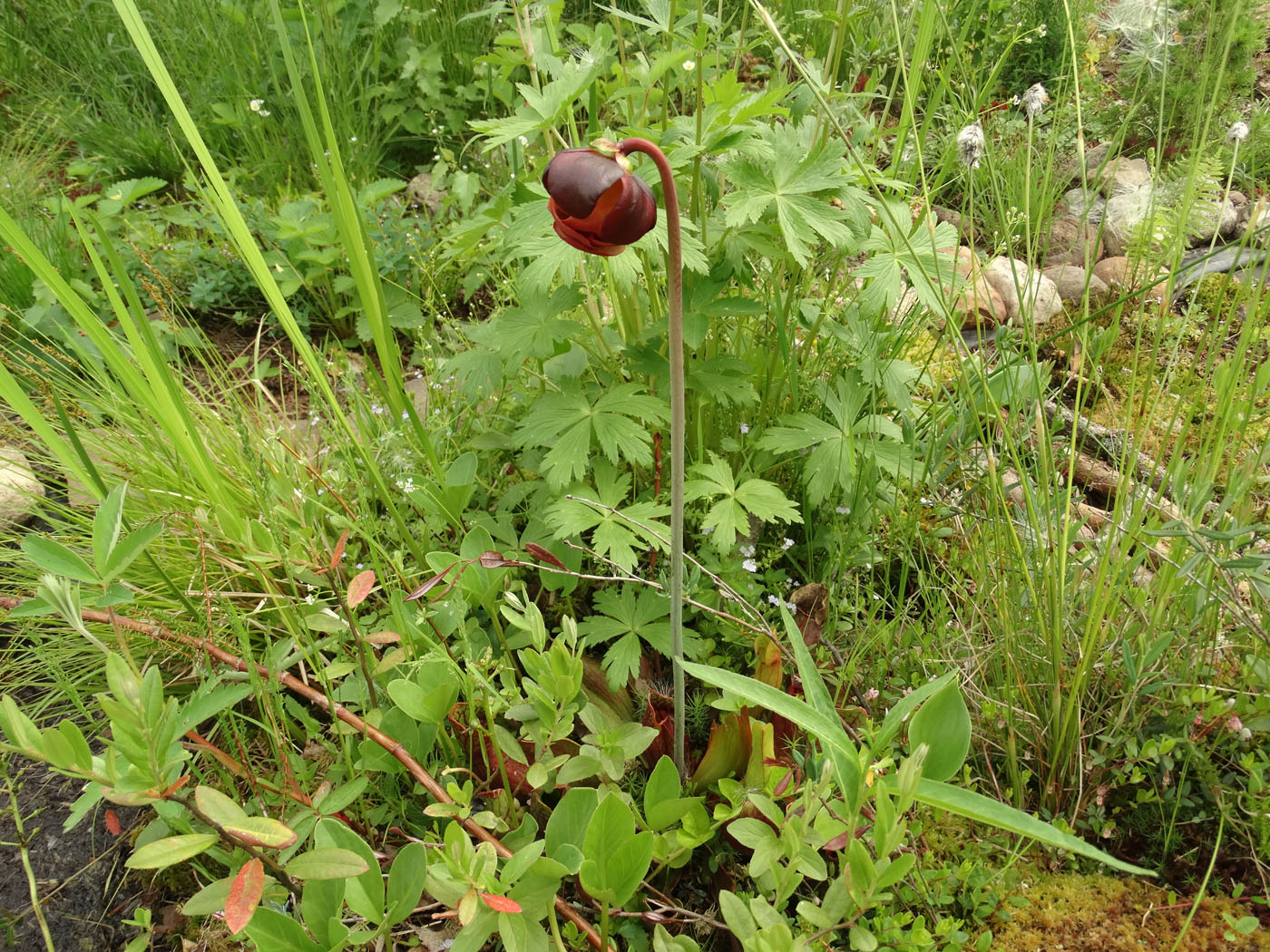 Изображение особи Sarracenia purpurea.