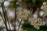 Astrodaucus orientalis