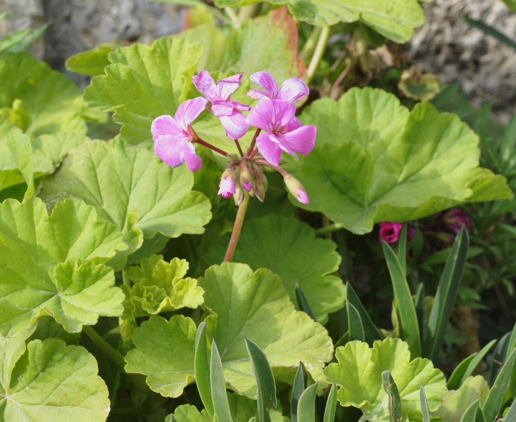 Изображение особи Pelargonium hortorum.