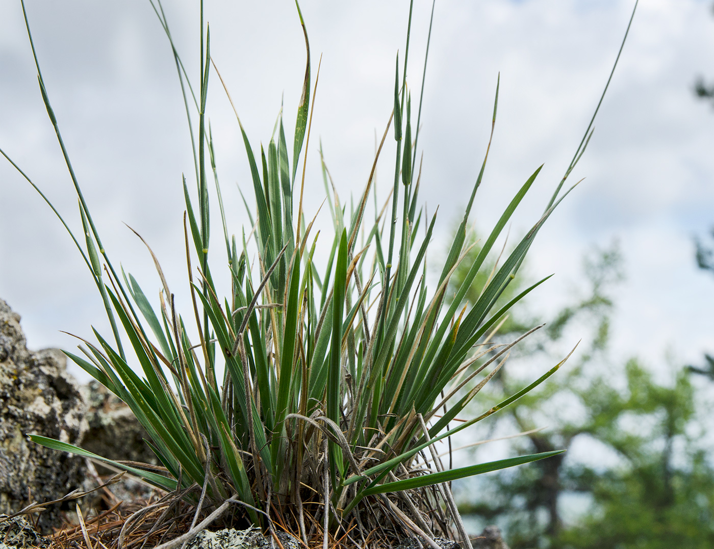 Image of genus Agropyron specimen.