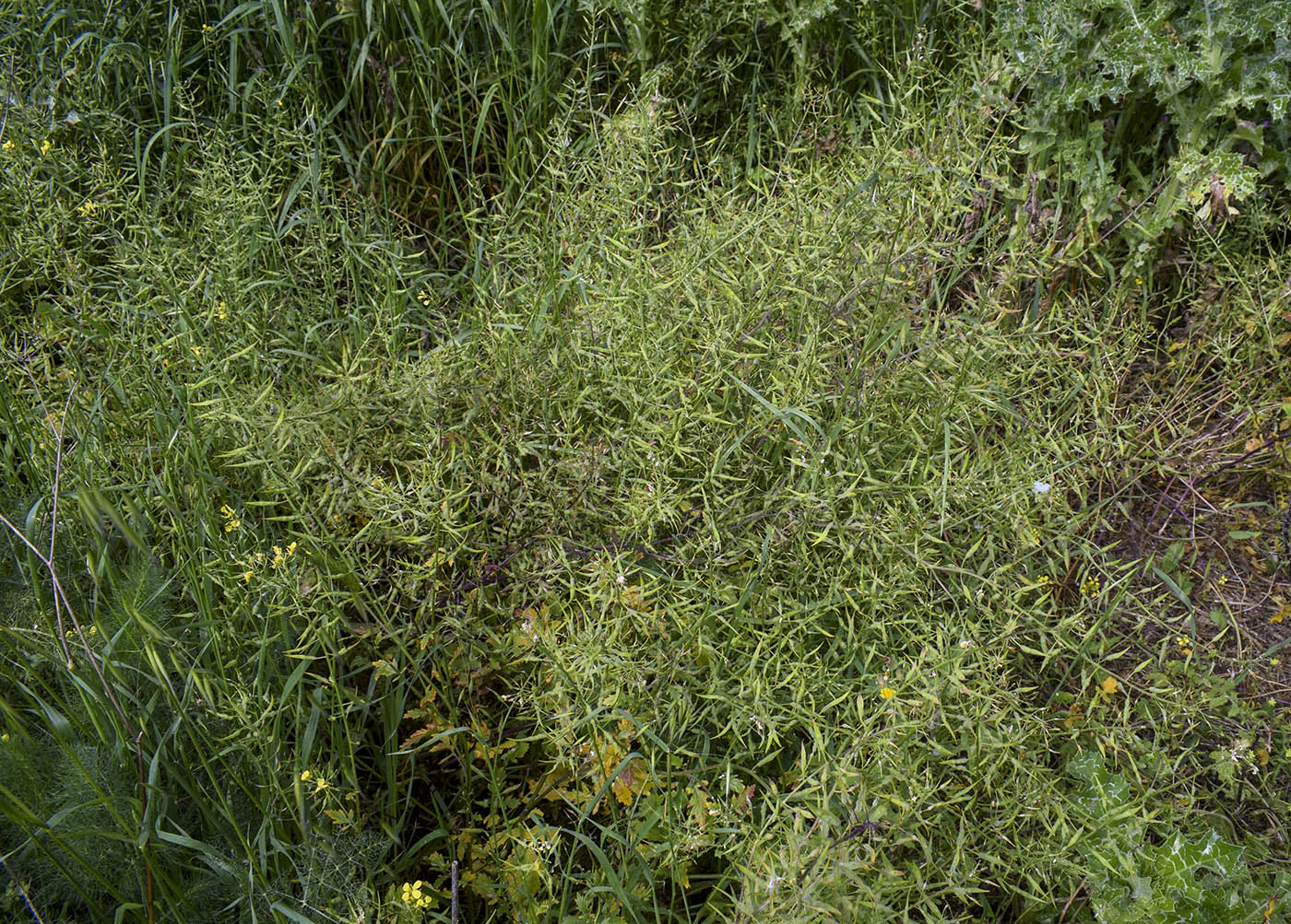 Image of Sinapis alba ssp. mairei specimen.