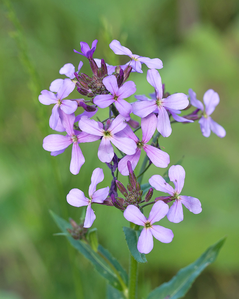 Image of genus Hesperis specimen.