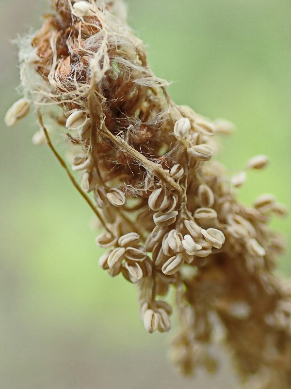 Image of Salix bebbiana specimen.