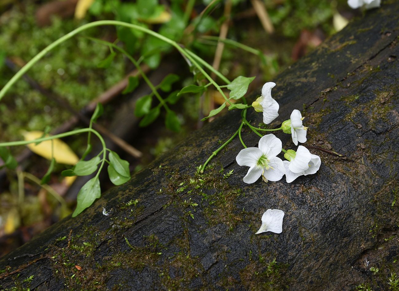 Image of Cardamine dentata specimen.