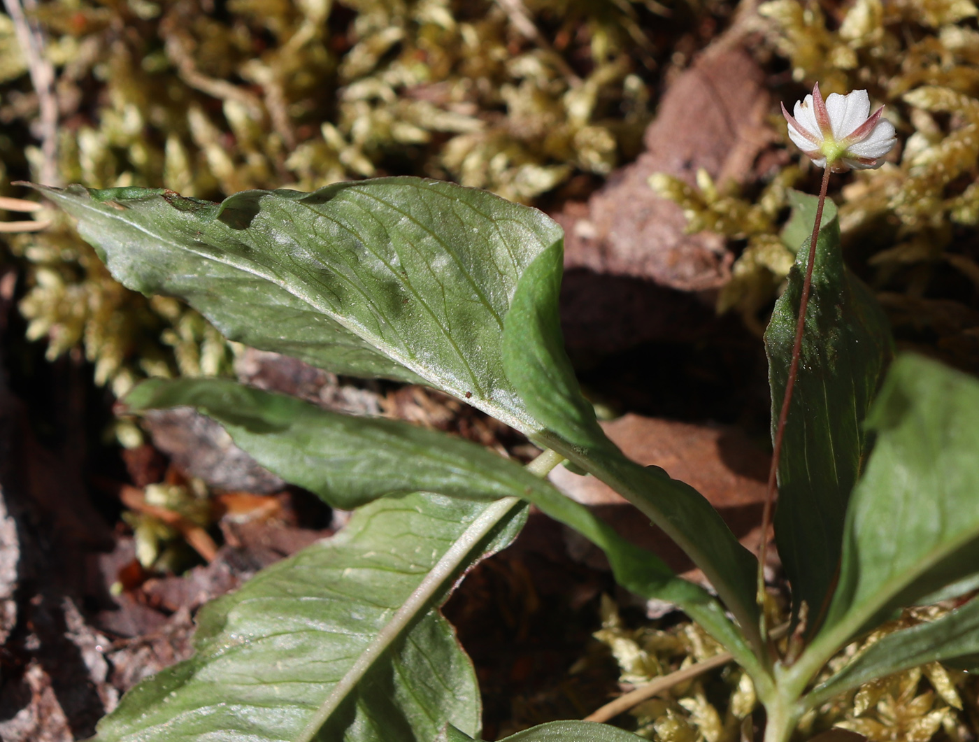 Image of Trientalis europaea specimen.