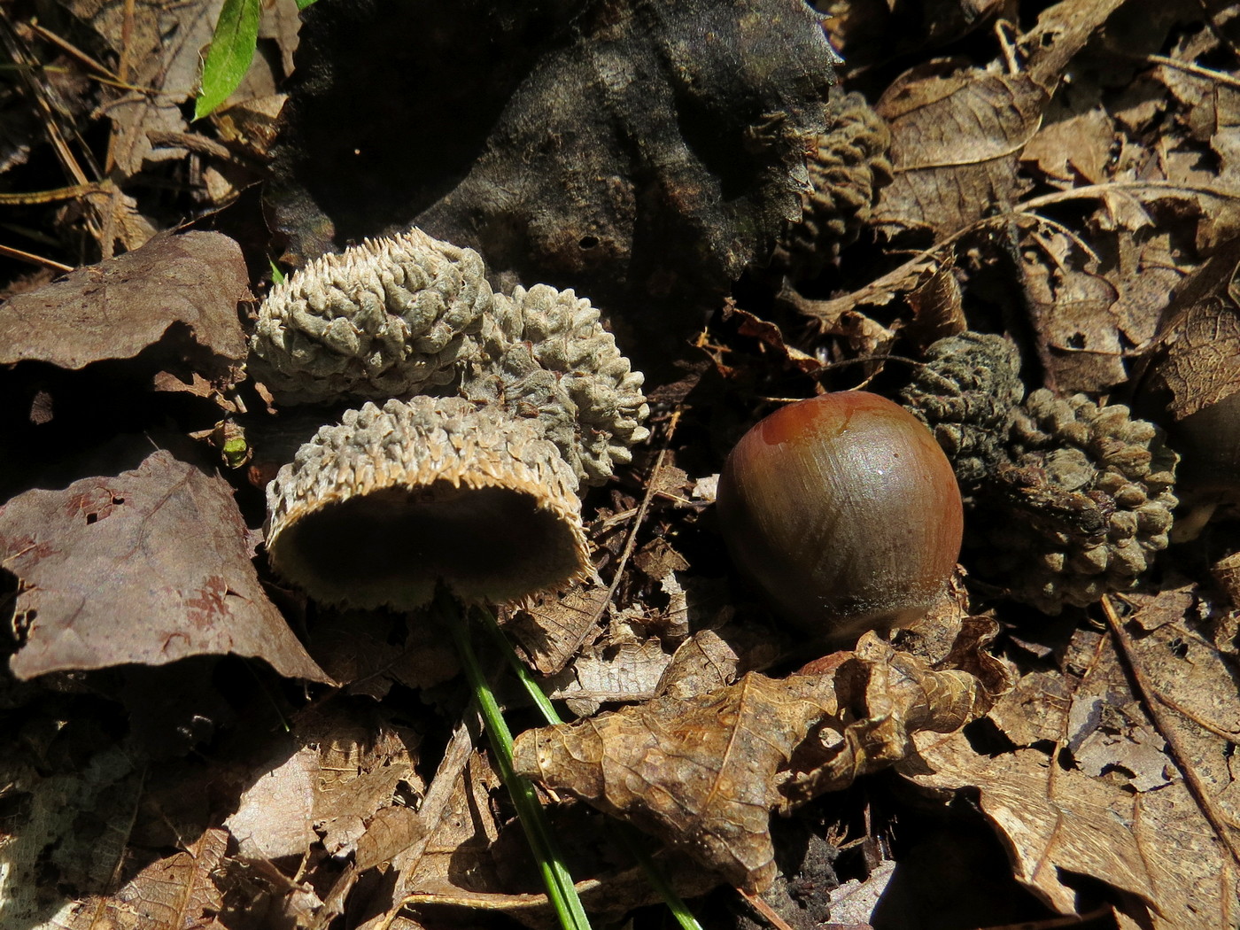 Изображение особи Quercus mongolica.