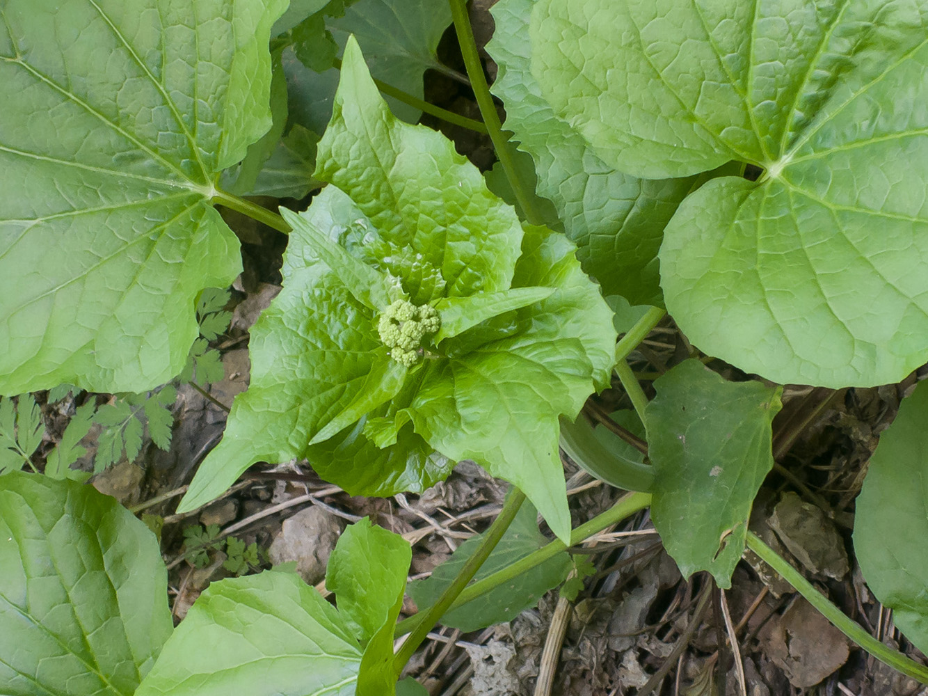 Изображение особи Valeriana alliariifolia.