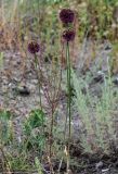 Allium atroviolaceum. Цветущие растения. Грузия, г. Тбилиси, каменистый склон. 10.06.2023.