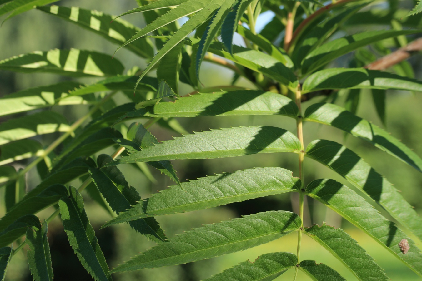 Image of genus Sorbus specimen.