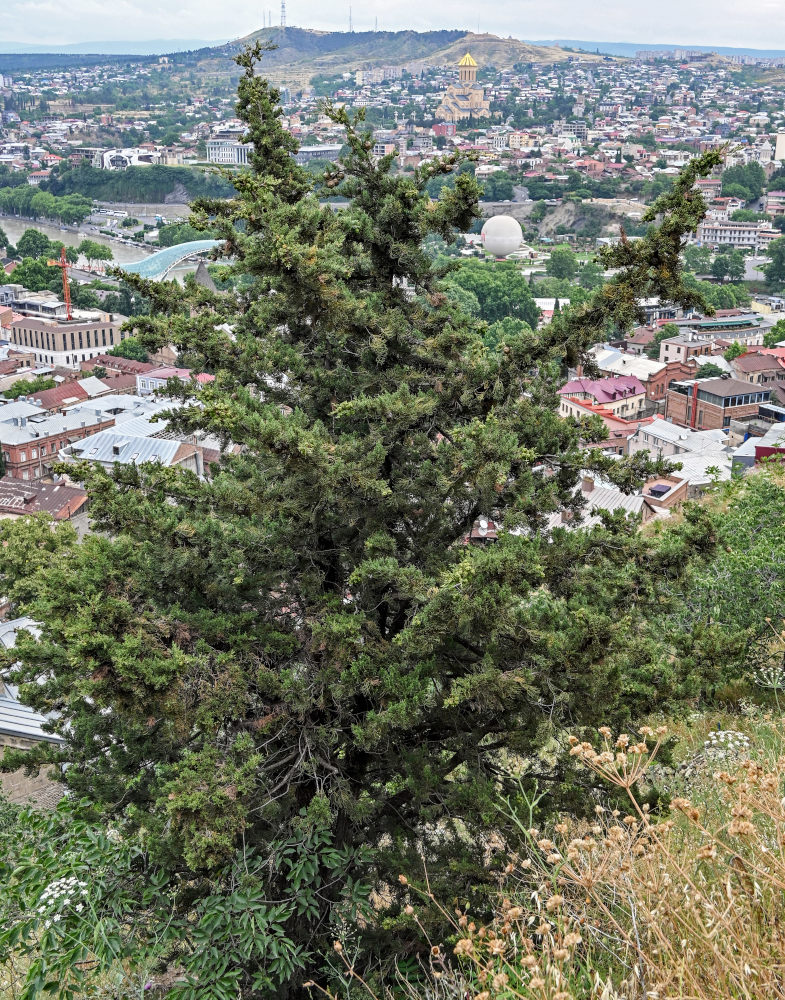 Image of Cupressus sempervirens specimen.