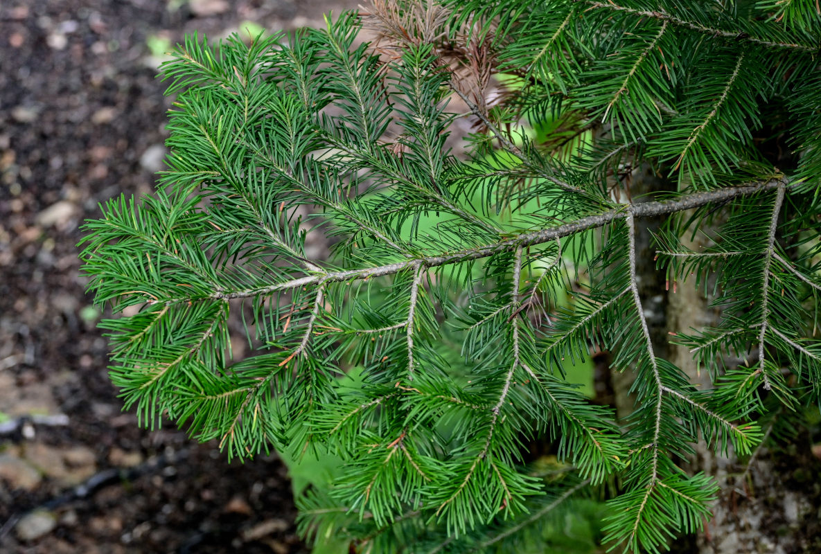 Изображение особи Abies sachalinensis.