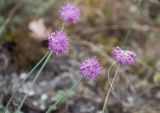 Allium globosum