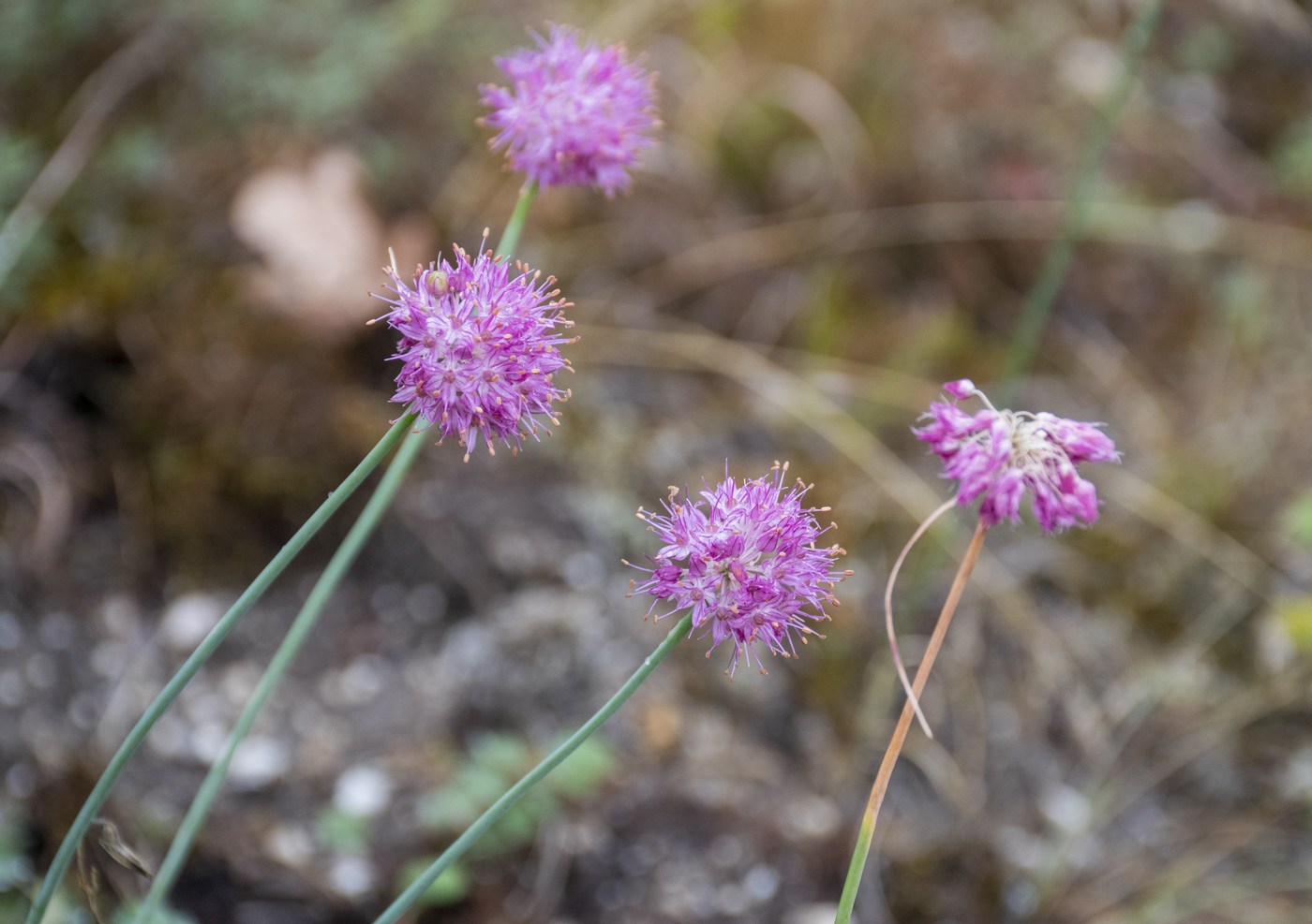 Изображение особи Allium globosum.