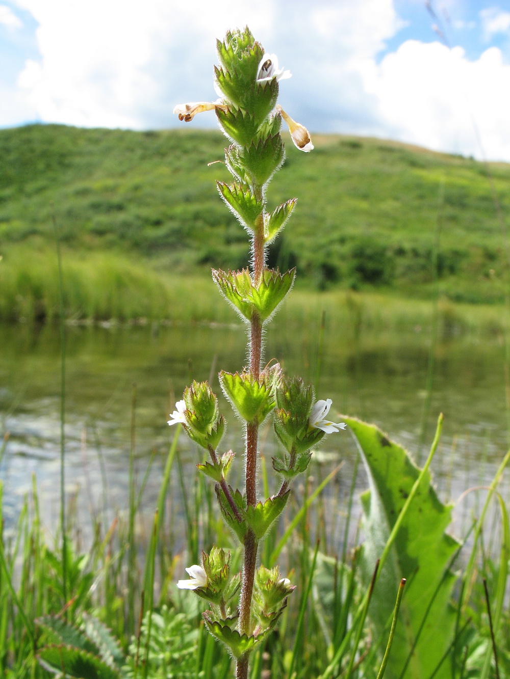 Image of Euphrasia hirtella specimen.