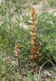 род Orobanche. Цветущие растения среди ветвей вегетирующей Artemisia campestris ssp. glutinosa. Испания, автономное сообщество Каталония, провинция Жирона, комарка Баш Эмпорда, муниципалитет Тороэлья-де-Монгри, окр. устья р. Тер, отделяющий лагуну от осушенного маршевого луга Платера (Platera) земляной вал. 12.05.2024.