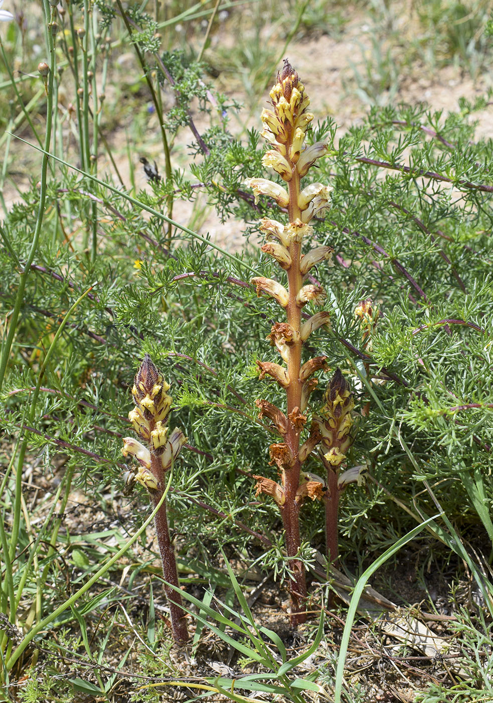 Image of genus Orobanche specimen.