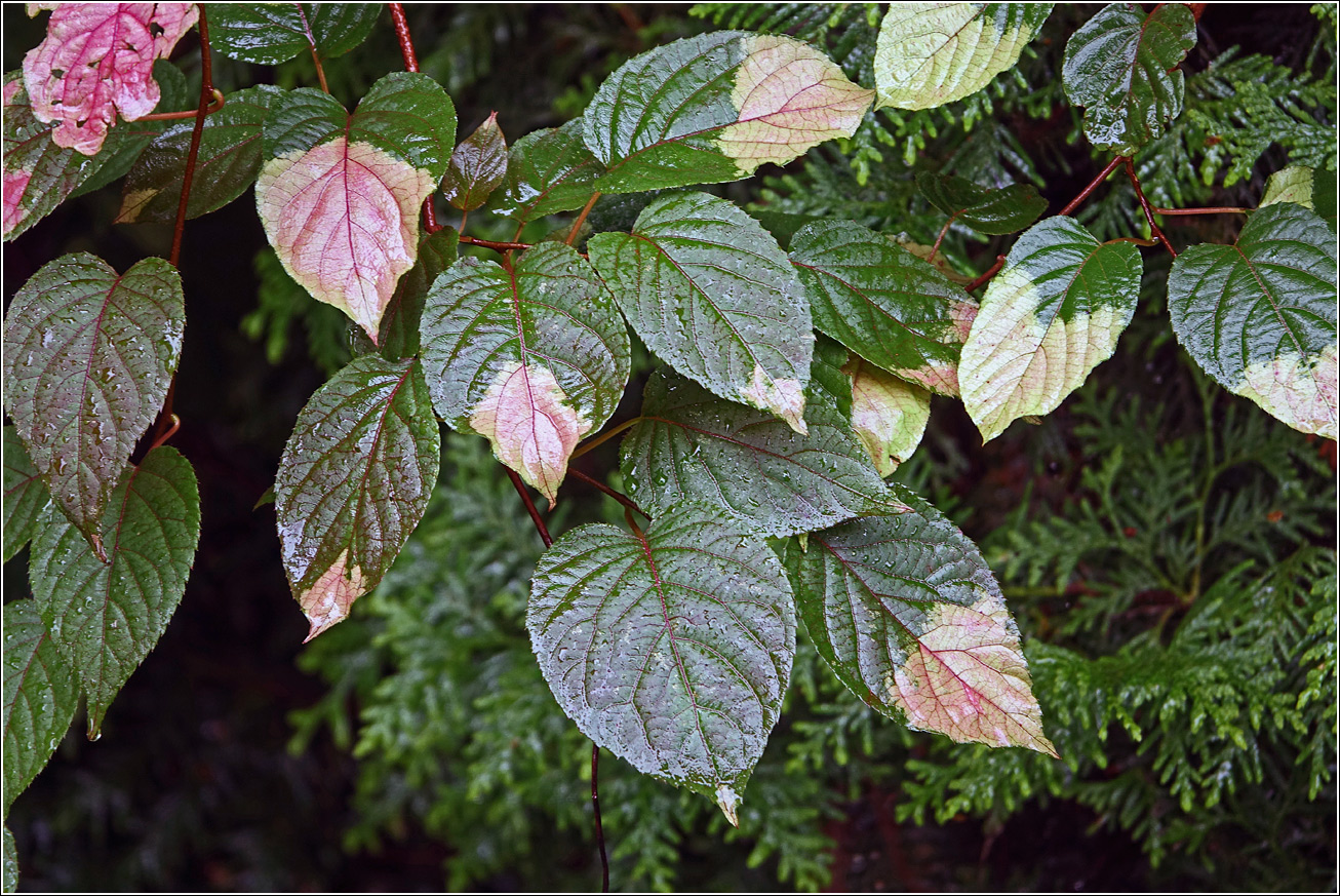 Image of Actinidia kolomikta specimen.