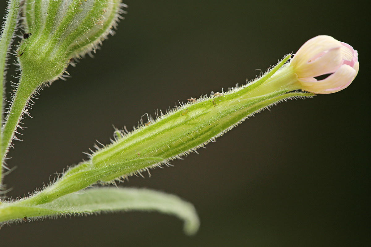 Image of Silene noctiflora specimen.