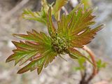 Viburnum sargentii. Часть ветви с разворачивающимися листьями и соцветием. Хабаровский край, окр. г. Комсомольск-на-Амуре, правый берег ручья Тёплый Ключ. 11.05.2024.