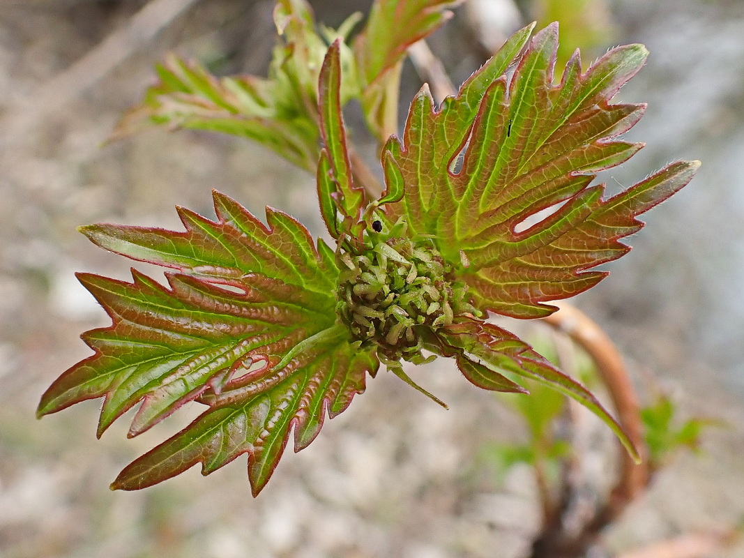 Image of Viburnum sargentii specimen.