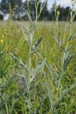 Senecio grandidentatus. Средние части цветущих растений. Ульяновская обл., Мелекесский р-н, пойма р. Бирля, местами заболоченный солоноватый луг. 05.08.2023.