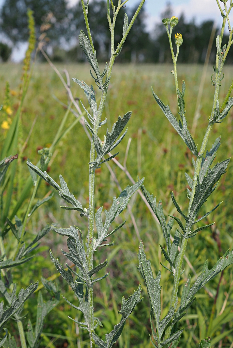 Изображение особи Senecio grandidentatus.