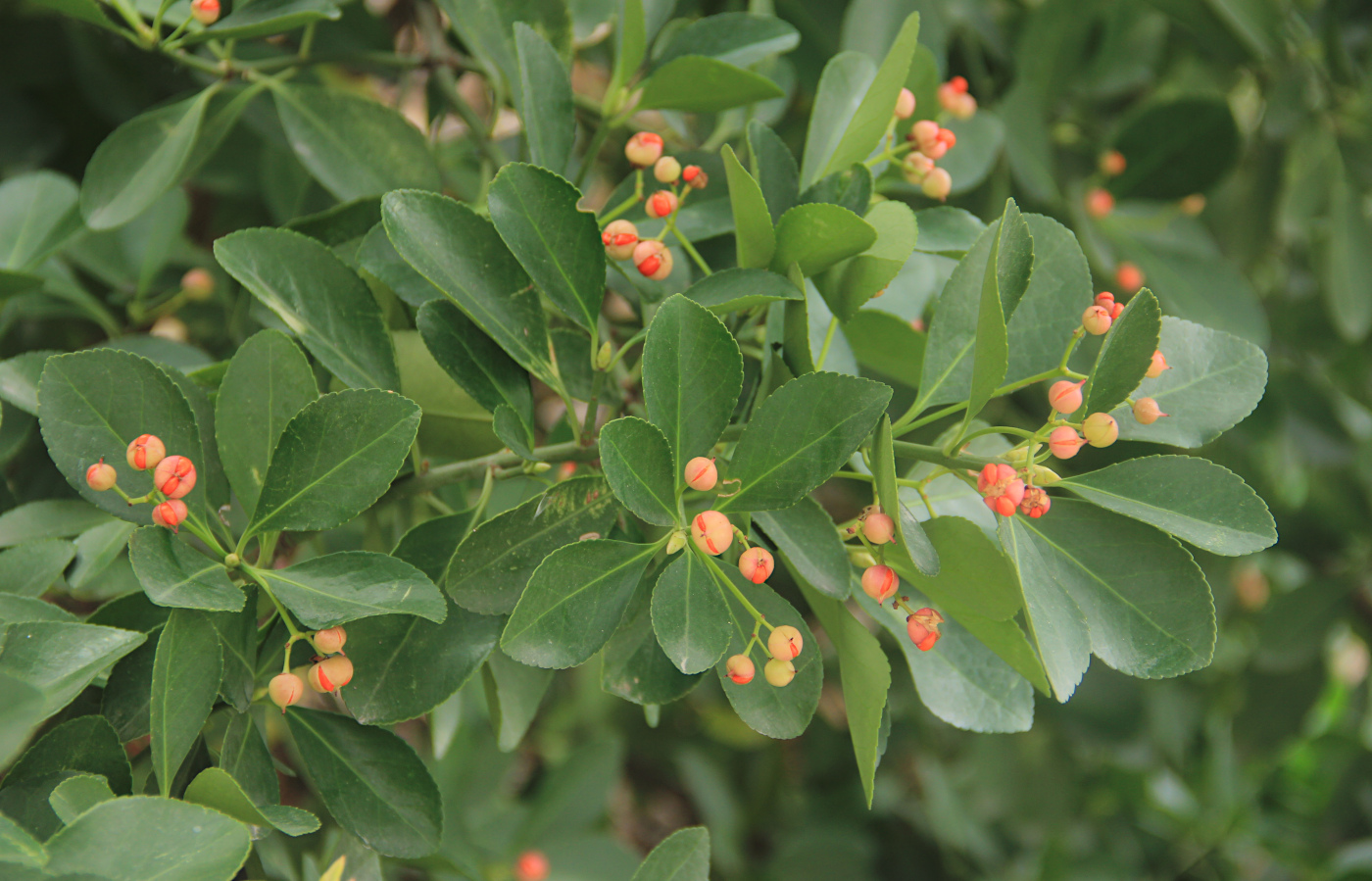 Изображение особи Euonymus japonicus.