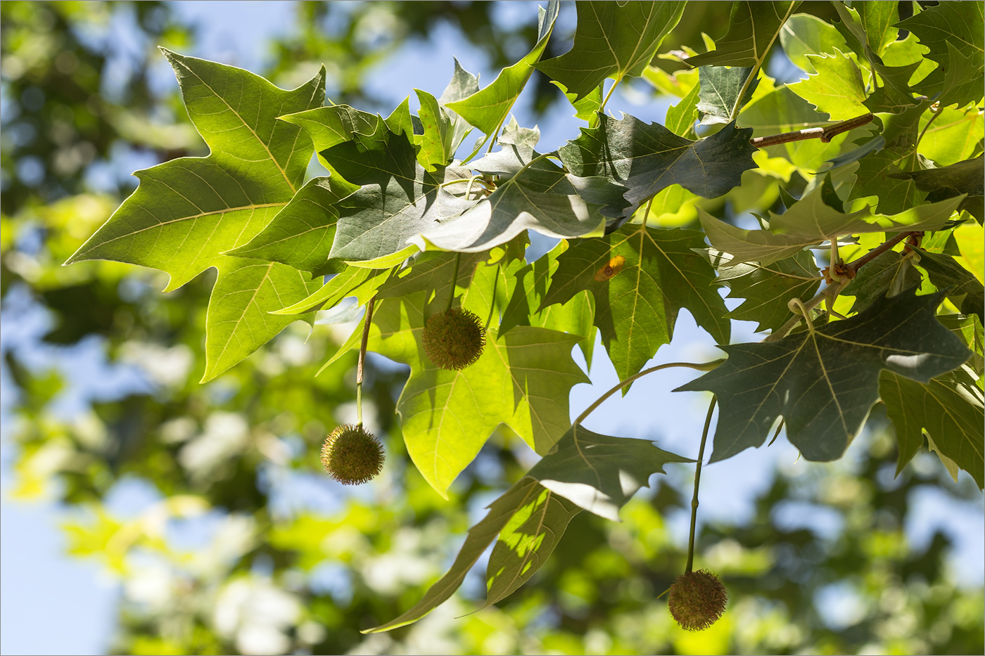 Изображение особи Platanus &times; acerifolia.