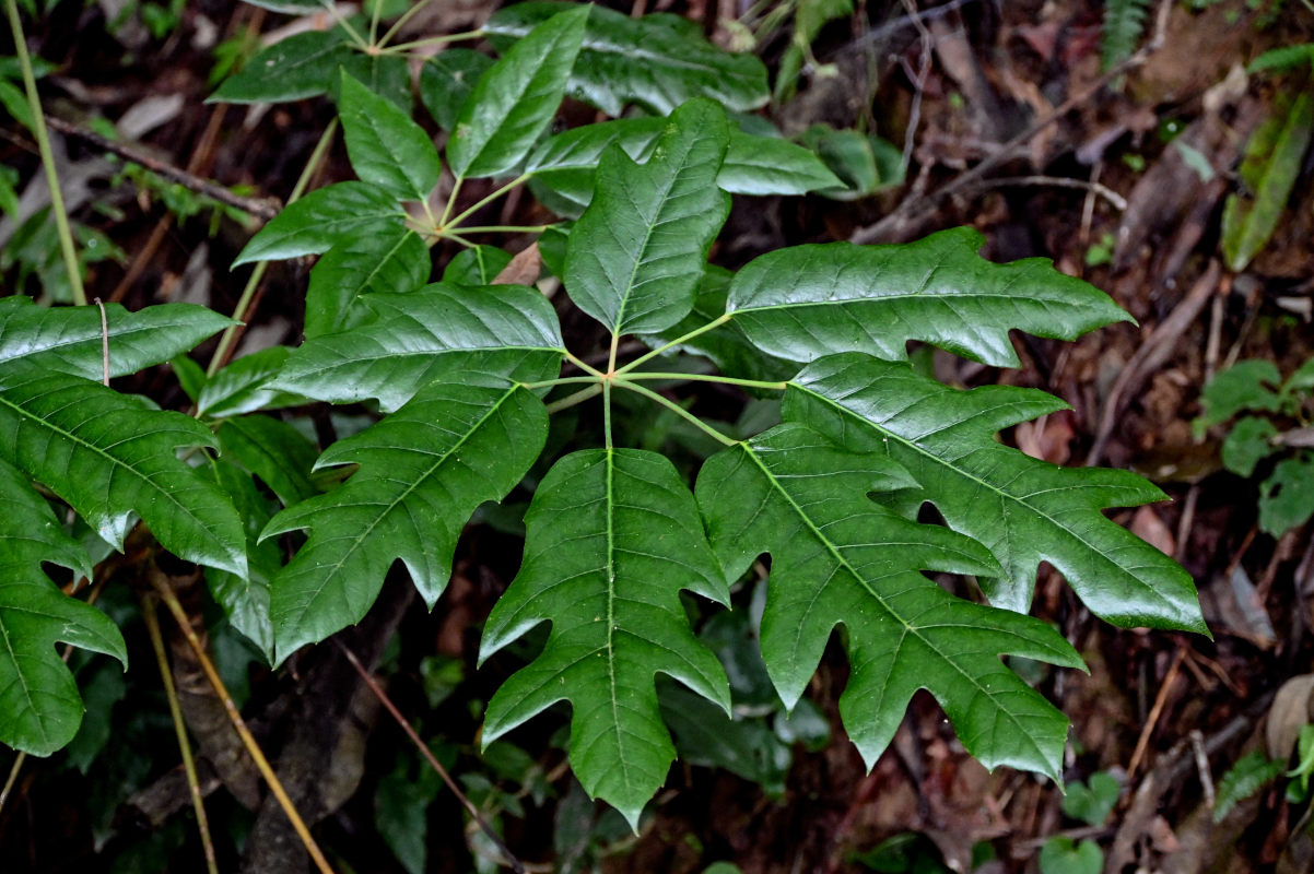 Image of Heptapleurum delavayi specimen.