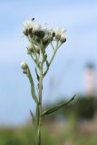 Achillea ptarmica