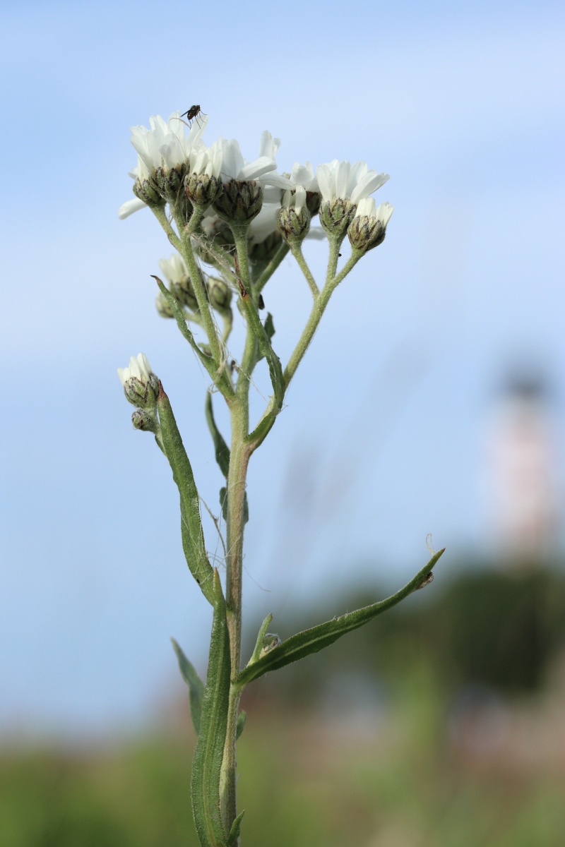 Изображение особи Achillea ptarmica.