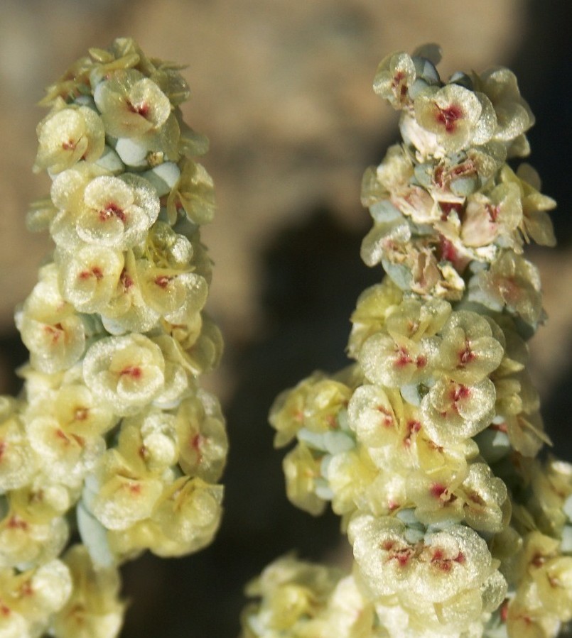 Image of Halogeton glomeratus specimen.