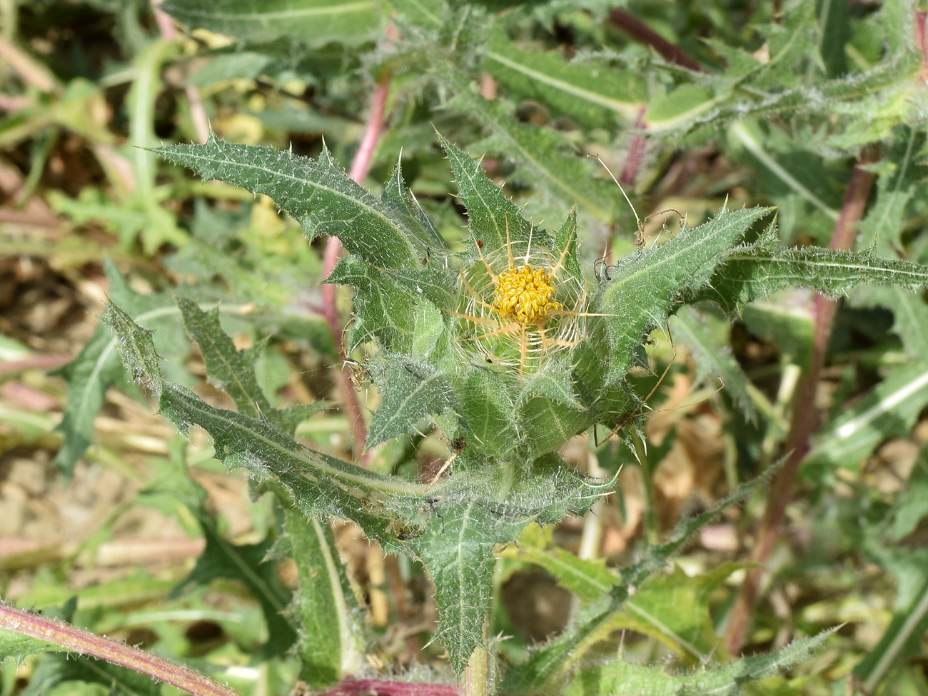 Image of Centaurea benedicta specimen.