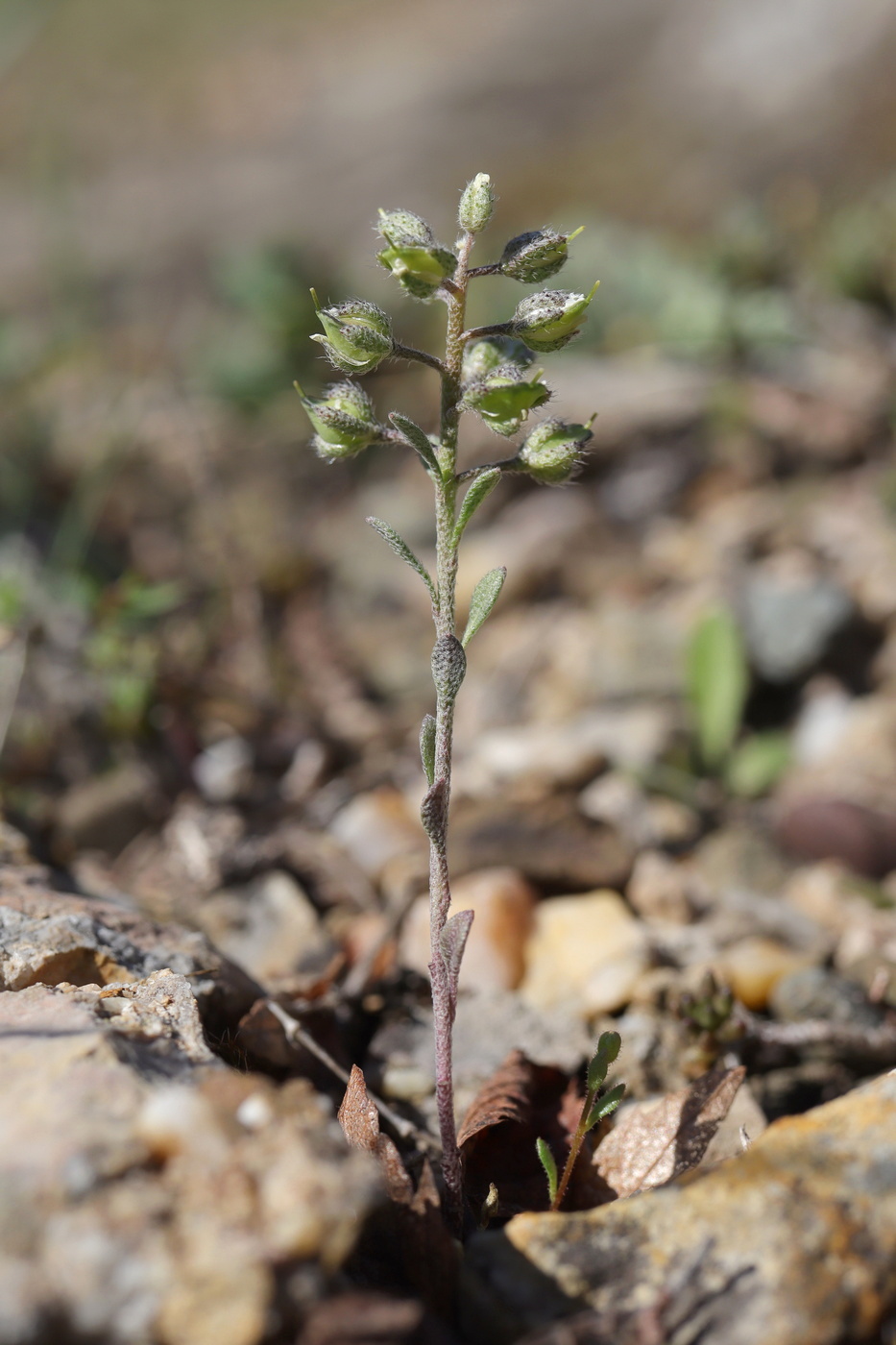 Image of Alyssum smyrnaeum specimen.