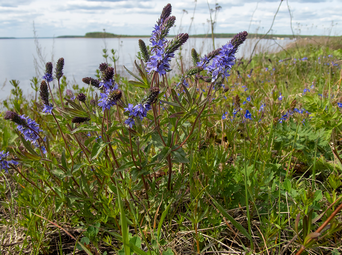 Изображение особи Veronica teucrium.