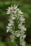 Смотреть изображение Neotinea tridentata