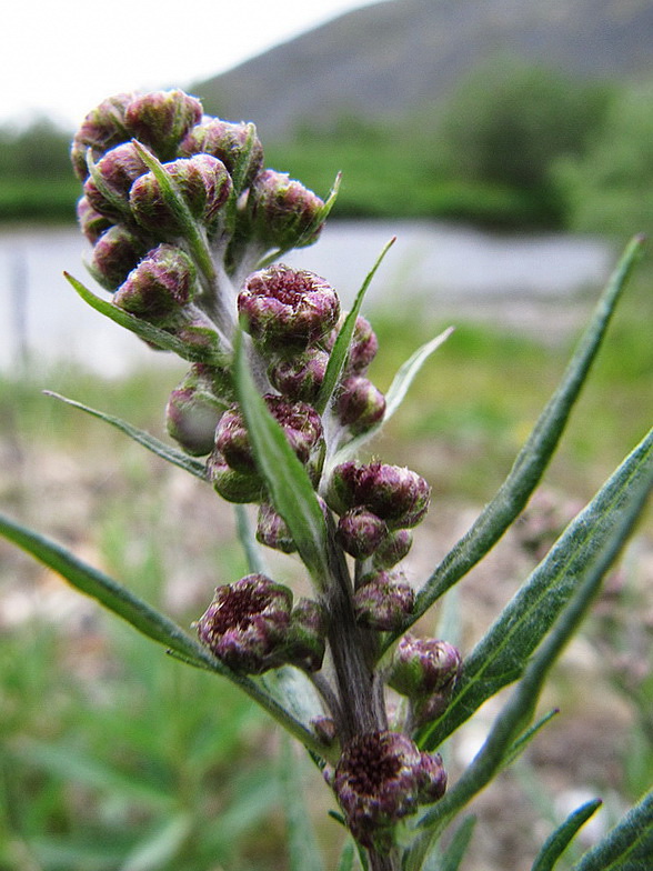 Изображение особи Artemisia tilesii.