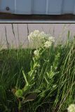 View full-size image Cardaria draba
