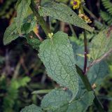 Смотреть изображение Verbascum nigrum
