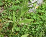 View full-size image Cynoglossum officinale