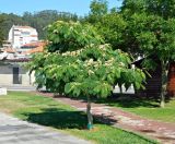 Смотреть изображение Albizia julibrissin