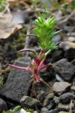 Scleranthus verticillatus. Цветущее растение. Крым, Южный берег, окр. г. Аюдаг. 25 апреля 2011 г.