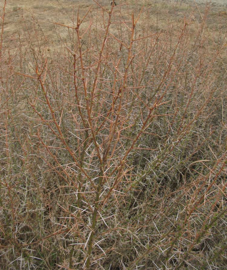 Image of Caragana spinosa specimen.