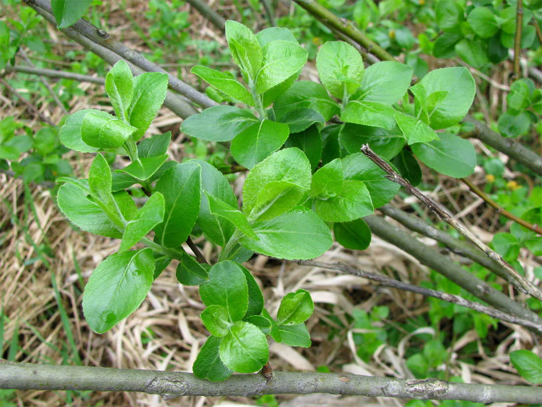 Image of Salix phylicifolia specimen.