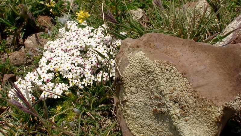 Image of Androsace barbulata specimen.