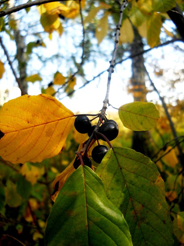 Изображение особи Frangula alnus.